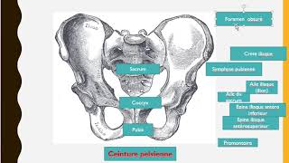 ceinture pelvienne [upl. by Perlie821]