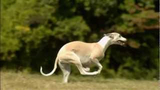 Dogs 101 Whippetmp4 [upl. by Don]