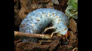 May Scarab Beetle Larvae Phyllophaga portoricensis Larva del Escarabajo Caculo [upl. by Williams286]