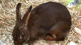 Lapin lièvre Belge Femelle  Oryctolagus cuniculus Linnaeus 1758  ExpoZoo  102014 [upl. by Eelanna530]