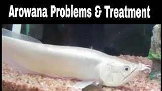 arowana problems amp treatment methods [upl. by Notanhoj400]