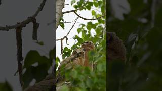 Flying owl scares two owls birdphotography owls wildlifephotoghraphy [upl. by Akem46]