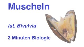 Bivalvia  Muscheln  3 Minuten Biologie [upl. by Emse754]