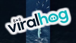 Amazing Aerial View of Whale Feeding  ViralHog [upl. by Polash]