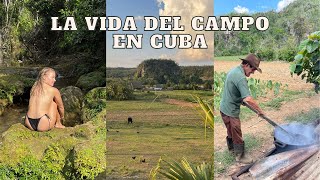 Conociendo la realidad de la vida de los campesinos en Cuba tabaco en el Valle de Viñales [upl. by Wilek]