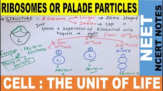 Ribosomes functions and structure  Palade Particles  Class 11  Ribosomes for NEET  NEET 2021 [upl. by Josephine]