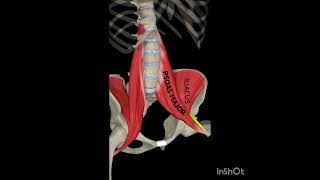 The Iliophosas Human Anatomy anatomy medicalstudent [upl. by Eiznikcm558]