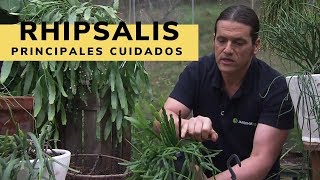 Principales cuidados de los Rhipsalis  Decogarden  Jardinatis [upl. by Nydroj]