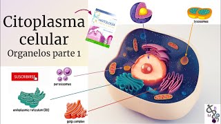 Citoplasma Celular 1  La Célula y sus Organelos  Histología Ross [upl. by Maisel559]