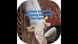 update sa aming alagang biik good size kaya🫣 [upl. by Okihcim811]