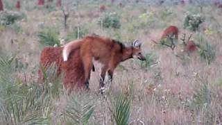 Maned Wolf at Emas NP [upl. by Hsiekal929]