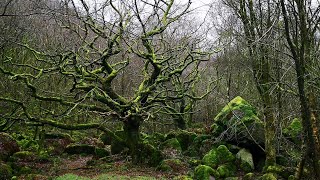 Glasshouses Nidderdale [upl. by Ennaeirb129]