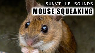 1 Hour of Mouse Squeaking  Animal Sounds with Peter Baeten [upl. by Emory]