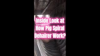 How Pig Spiral Dehairer Works Dehairing Machine for Middle Large Scale Hog Abattoir Slaughterhouse [upl. by Shaylynn]