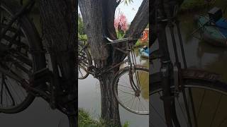 The worlds oldest bicycle is in a tree [upl. by Lanford]