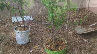 Growing a Soursop Guanabana Tree In the Arizona Desert [upl. by Aniras]