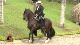 Caballos de paso fino Colombiano [upl. by Alorac]