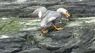 Fuegian Steamer Duck  near endemic [upl. by Lubow651]