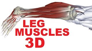 Muscles of the Leg Anatomy Part 4  Lateral Compartment [upl. by Aerua]