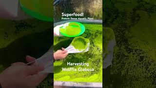 Wolffia Globosa  Superfood Protein Rich Plant superfood asmr protein gardening garden [upl. by Yunick]