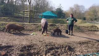 LIFEWITHCHERYL Visiting Amazona Zoo Feeding the Tapirs Memories of March 92024 [upl. by Landahl]