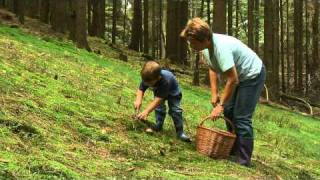 Pilze sammeln im HerbstSpessart [upl. by Oidualc]