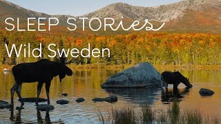 Calm Sleep Stories  Wild Sweden  Trailer [upl. by Zednanref]