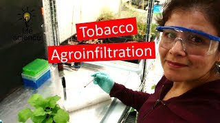 Tobacco Agroinfiltration Transient Transformation [upl. by Llertnad103]