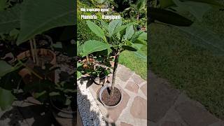 plumeria frangipani 🌱sadzonki 🌴plumeria frangipani tropikalny ogród 🌿my Tropical Garden [upl. by Moffat]