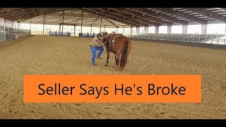 Watch this before you buy a horse How to find and buy a show horse [upl. by Anera707]