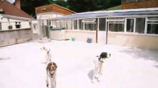 Boarding Kennels amp Cattery  Lapford Lodge Boarding Kennels amp Cattery [upl. by Golub297]