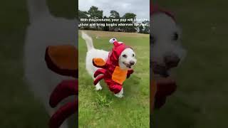 Your pet deserves to get into the Halloween spirit too halloweenpets petcostumes NewHousePets [upl. by Corabelle]