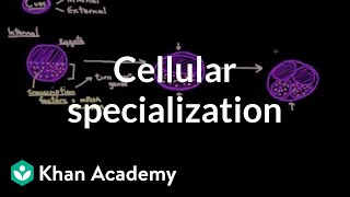 Cellular specialization differentiation  Cells  MCAT  Khan Academy [upl. by Elspet]