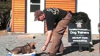 AMAZING PUPPY TRAINING German Shepherd quotCitoquot 8 Weeks Old [upl. by Aitnahc]