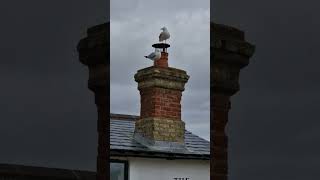 This Seagull is looking out for ME shorts shortsfeed seagulls [upl. by Levison]