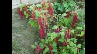 Amaranthus caudatus Loves Lies Bleeding time lapse [upl. by Malti464]