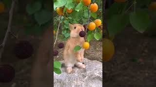 Little rabbit eating red bayberry🍓🍓 [upl. by Wehtam]