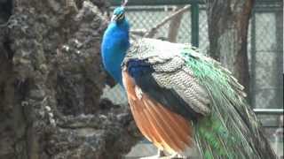 AU PARC ZOOLOGIQUE DU JARDIN DESSAI DU HAMMA [upl. by Refinne]