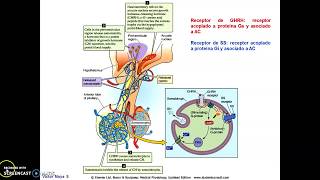 Clase Hormonas hipofisarias parte I [upl. by Eixirt]