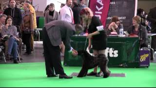 Kerry Blue Terriers on Crufts 2014 [upl. by Euqirrne]