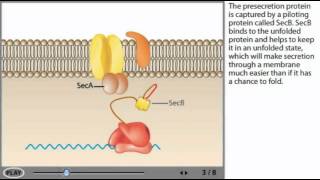 Sec dependent protein Secretion Animation [upl. by Llehcnom]