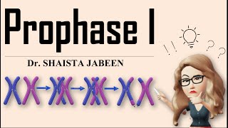 Prophase 1 Stages I Leptotene Zygotene Pachytene Diplotene Diakinesis I Meiosis1 I Recombination [upl. by Anuaf212]