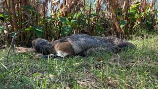 Conservancy Biologists See Invasive Burmese Python Consuming a Deer [upl. by Lucia]