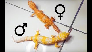 How to tell if your leopard gecko is male or female [upl. by Conlin507]