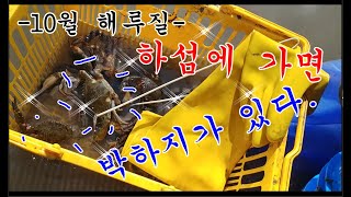 대박 고사포해수욕장 하섬 해루질안오면 후회한다10월 해루질catchng crabs [upl. by Norb245]