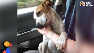 Puppy Thanks Woman Who Rescued Him by Comforting Her  The Dodo [upl. by Herr219]