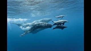 Sonido de delfines y ballenas Oceáno subacuático [upl. by Akenal476]