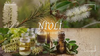 Tıbbi Bitkiler  Nioli Melaleuca viridiflora [upl. by Zullo]