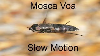 Mosca Voando  Slow motion flight [upl. by Maice]