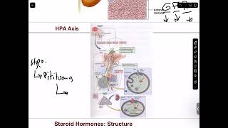 Adrenocortical Hormones I amp II  Rawad Turko  ERP 122 PAL review session [upl. by Opal]